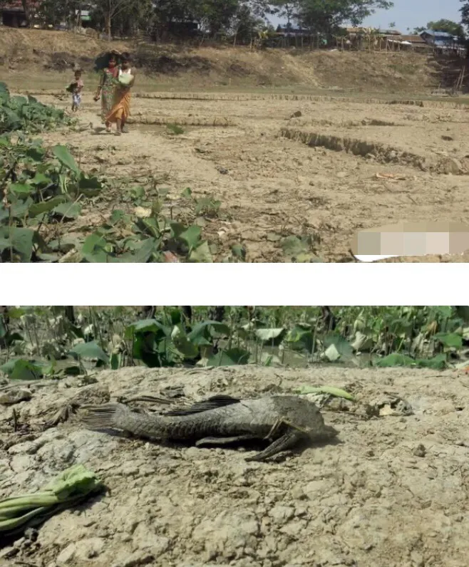 高温持续，缅甸多地大旱缺水，池塘鱼干死