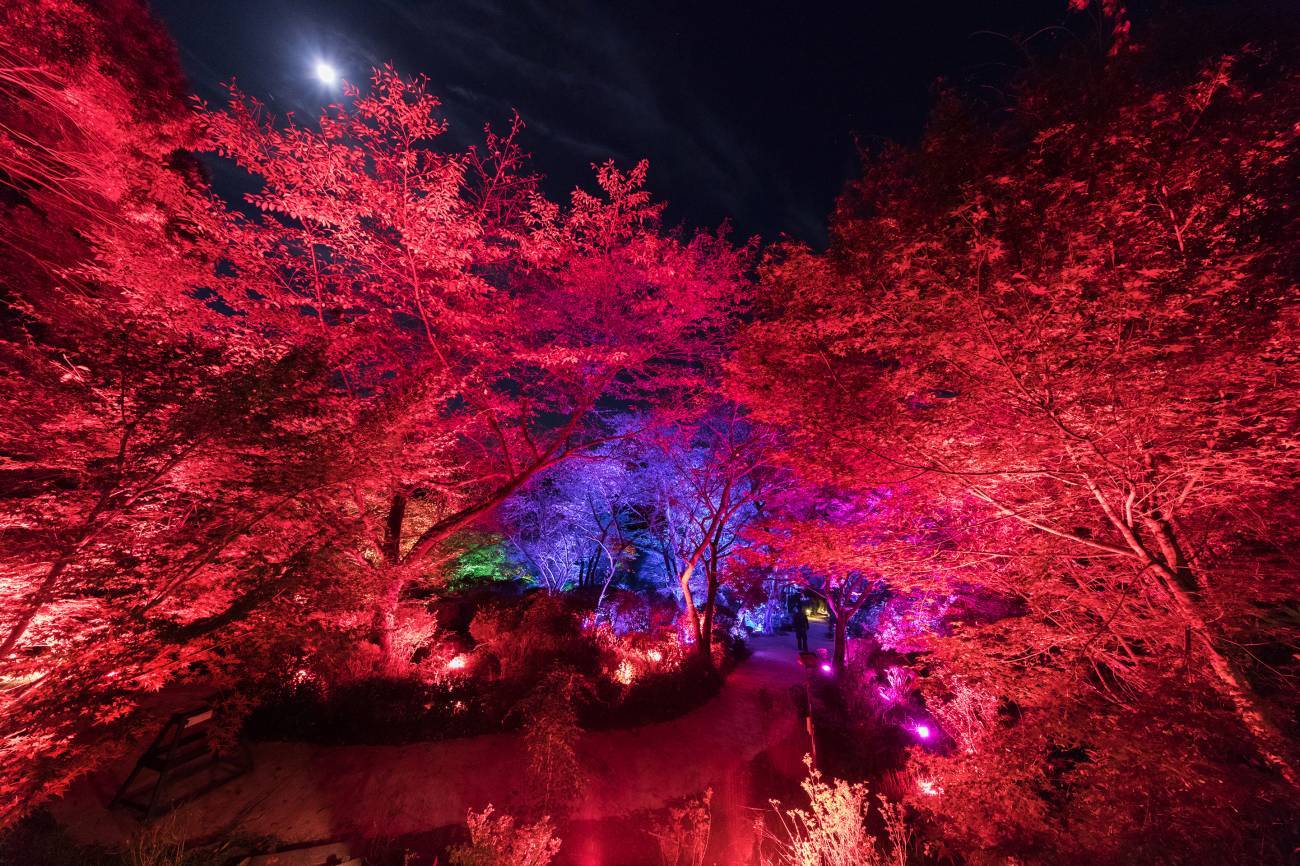 日本御船山乐苑「众神居住的森林」，自然与科技的完美结合