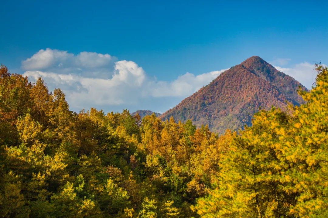 There is a heartbeat called the autumn of the Qinba Mountains!  Red leaves in clear autumn, encounter romantic scenery