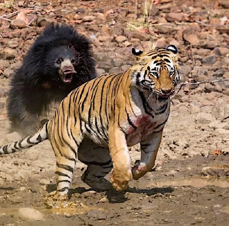 2只孟加拉虎交配 1只懒熊闯了进来 熊和虎正面对决结果如何 熊宝包 Mdeditor