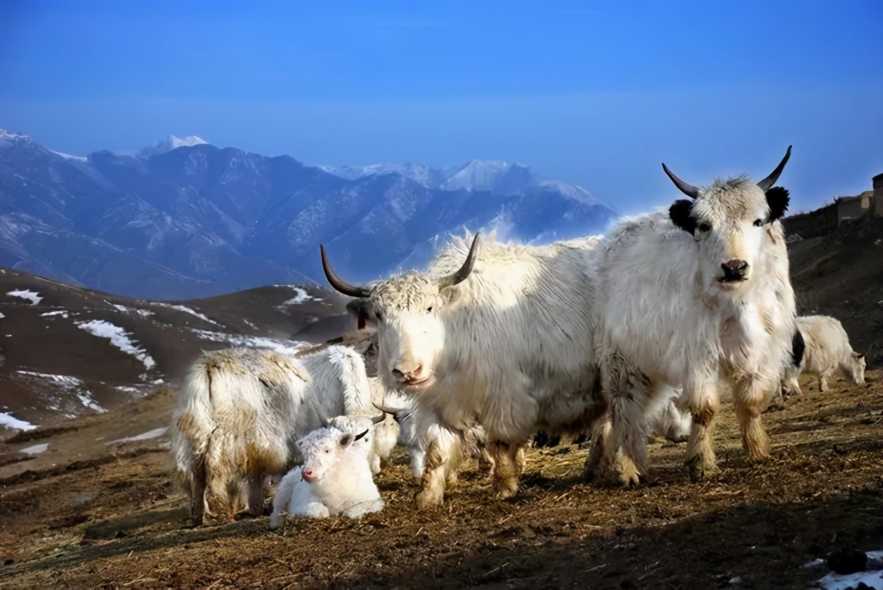 天祝白牦牛雪峰青草孕化的精灵