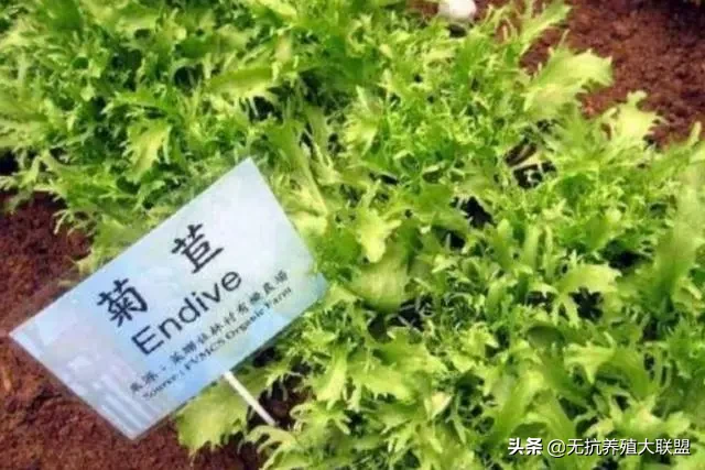 这样养鹅既能降低成本，又能提高利润