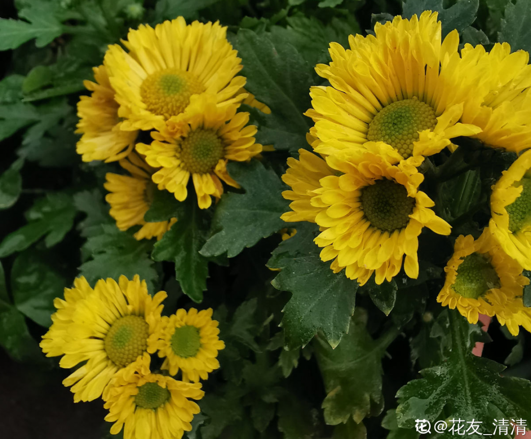 10種“臟臟”花，愛干凈的人別養，會招蟲子