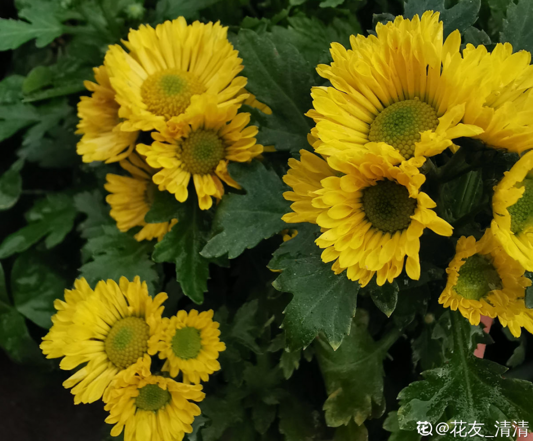 10种“脏脏”花，爱干净的人别养，会招虫子