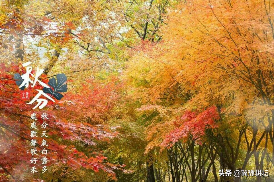 「秋分」100年难遇的秋分来了！秋分啥意思？秋分天气如何？