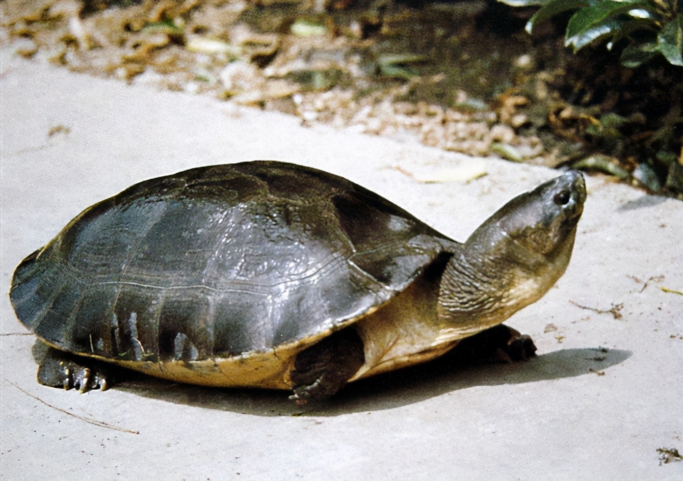 龟类图集_淡水两栖_西南渔业网 水花鱼 水产养殖专业