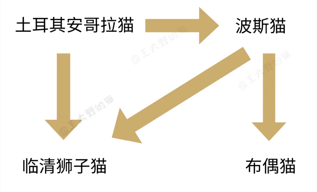想養顏值高的長毛貓，可是布偶貓太貴？其實中國大白貓一點也不差