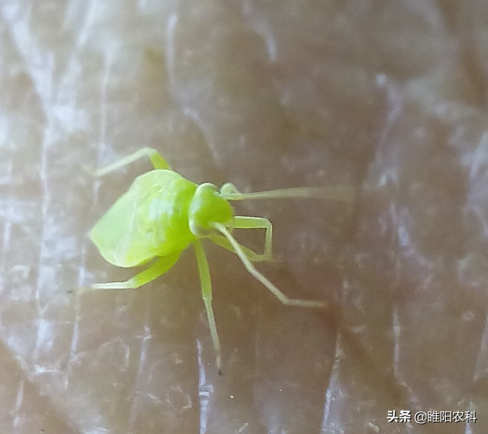 记住这几个杀虫配方，防治害虫不求人