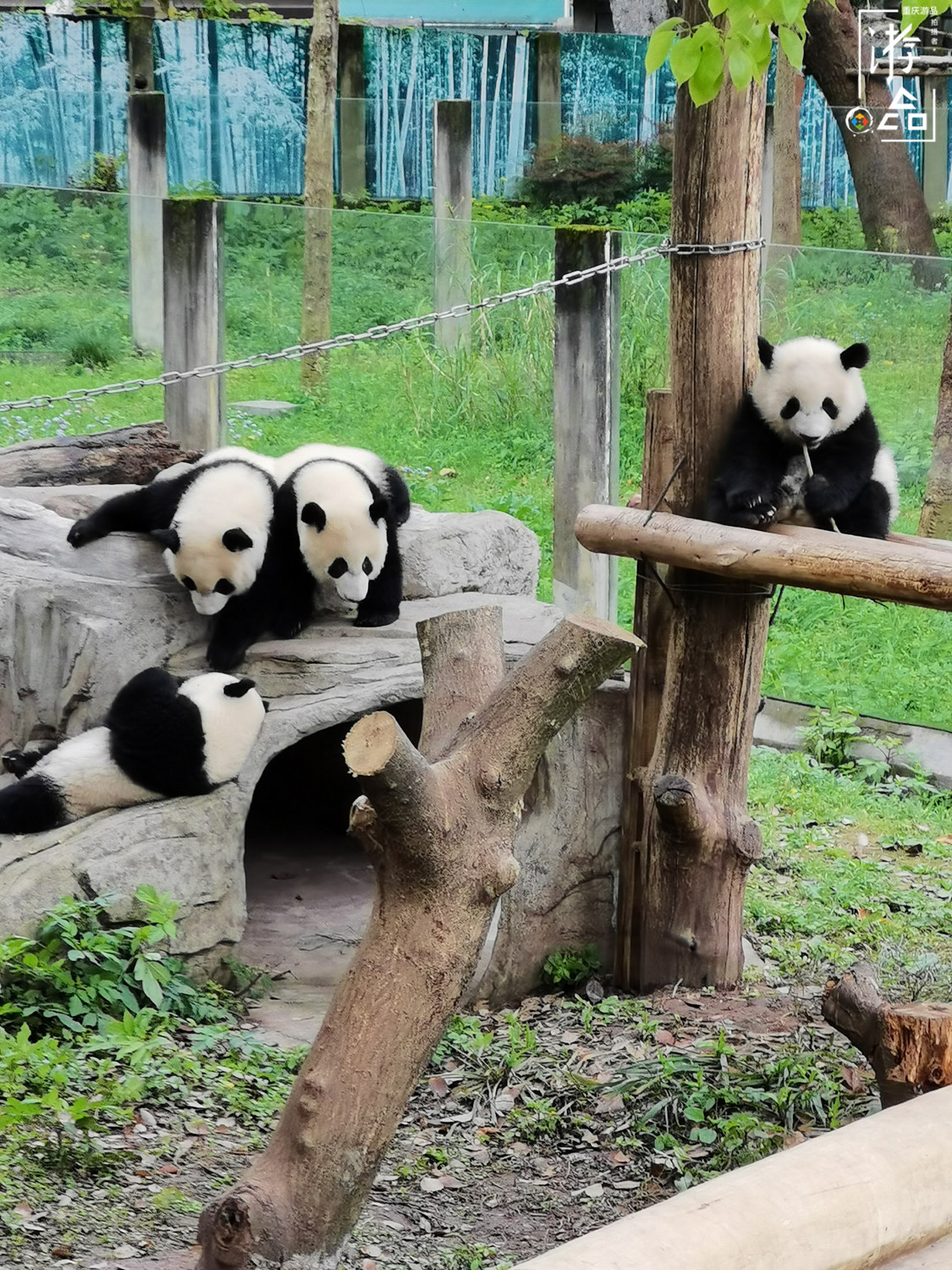 重庆就有大熊猫为何还要去成都看？数量更多规模更大，可爱爆表