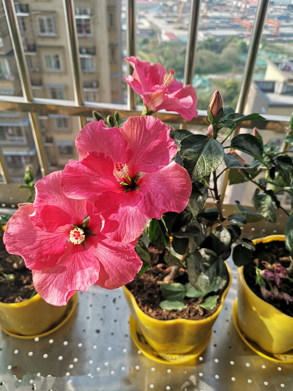 封閉陽台養啥花 這款很不錯 耐陰好養活 花大色艷 多季節開花 資訊咖