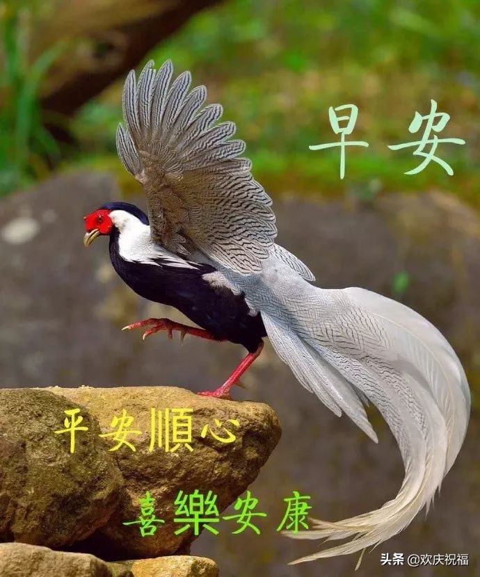早上好图片大全 最新图片图片