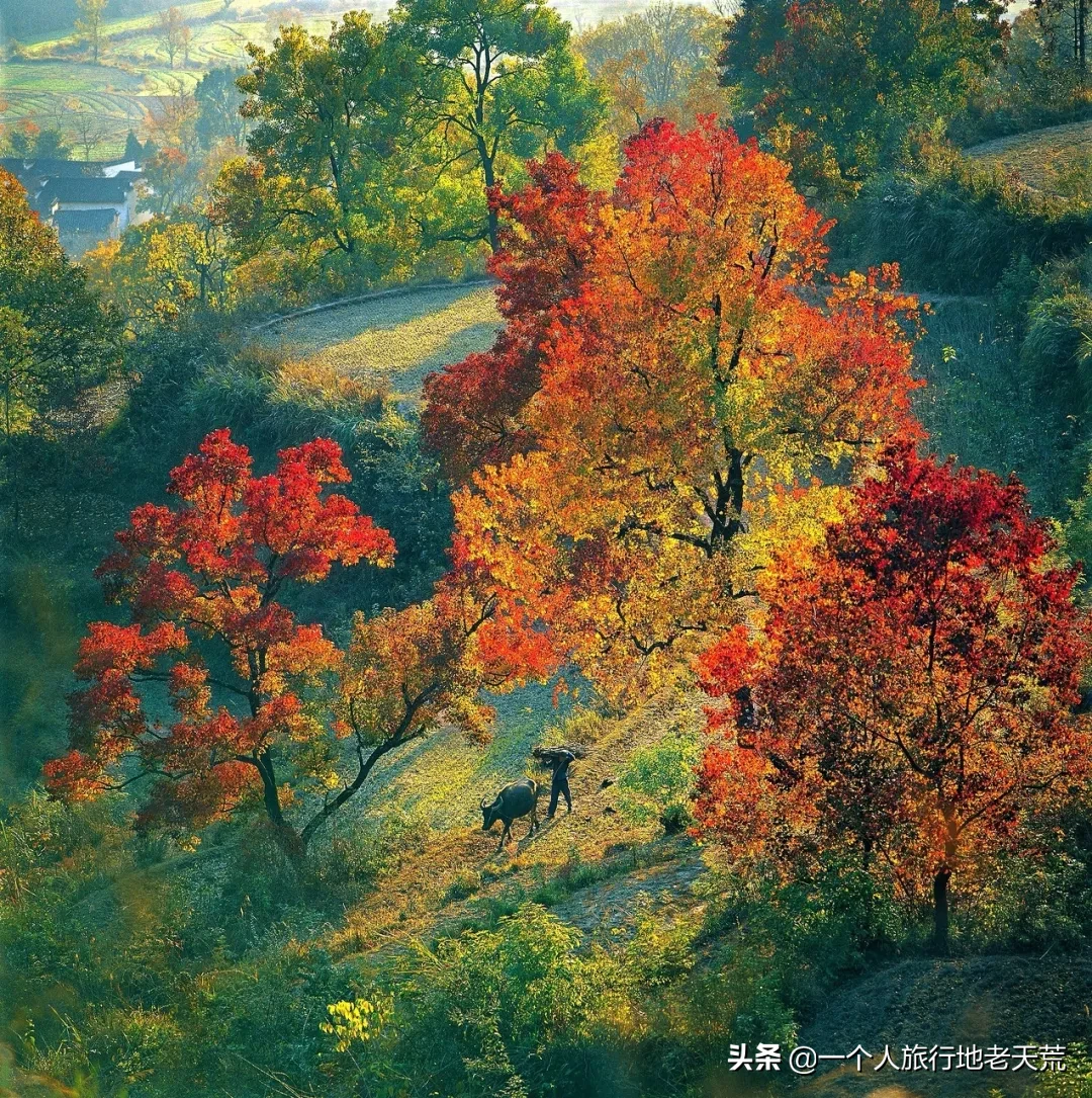 中国最美50个秋景，美得令全世界为之倾倒！去过20个就算达人