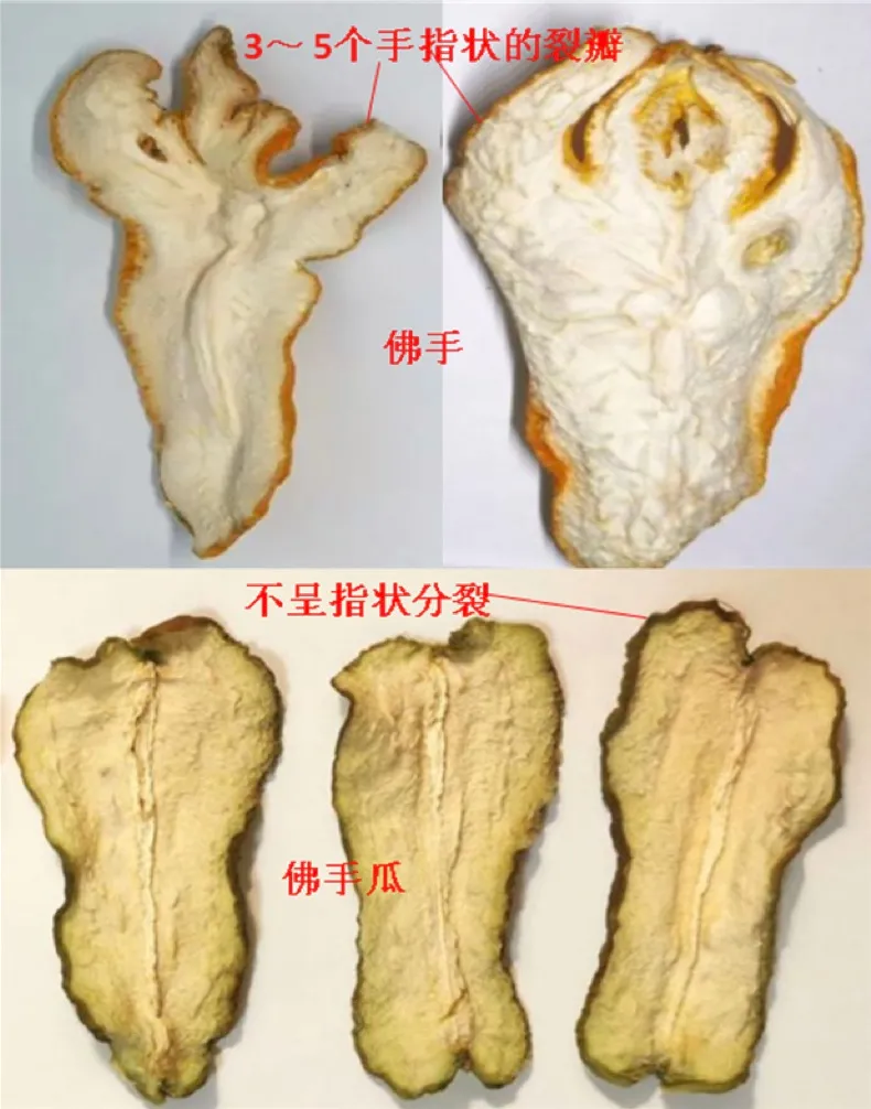 佛手 VS 佛手瓜，一字之差却大有不同