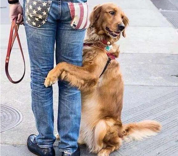 狗狗“抱大腿”，有这几个意思，很多人不了解