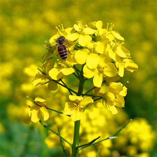 拯救蜜蜂 英国多个社团主张种植开花植物取代草坪