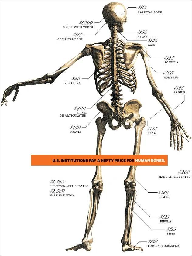 How rampant is the Indian bone trade - iNEWS