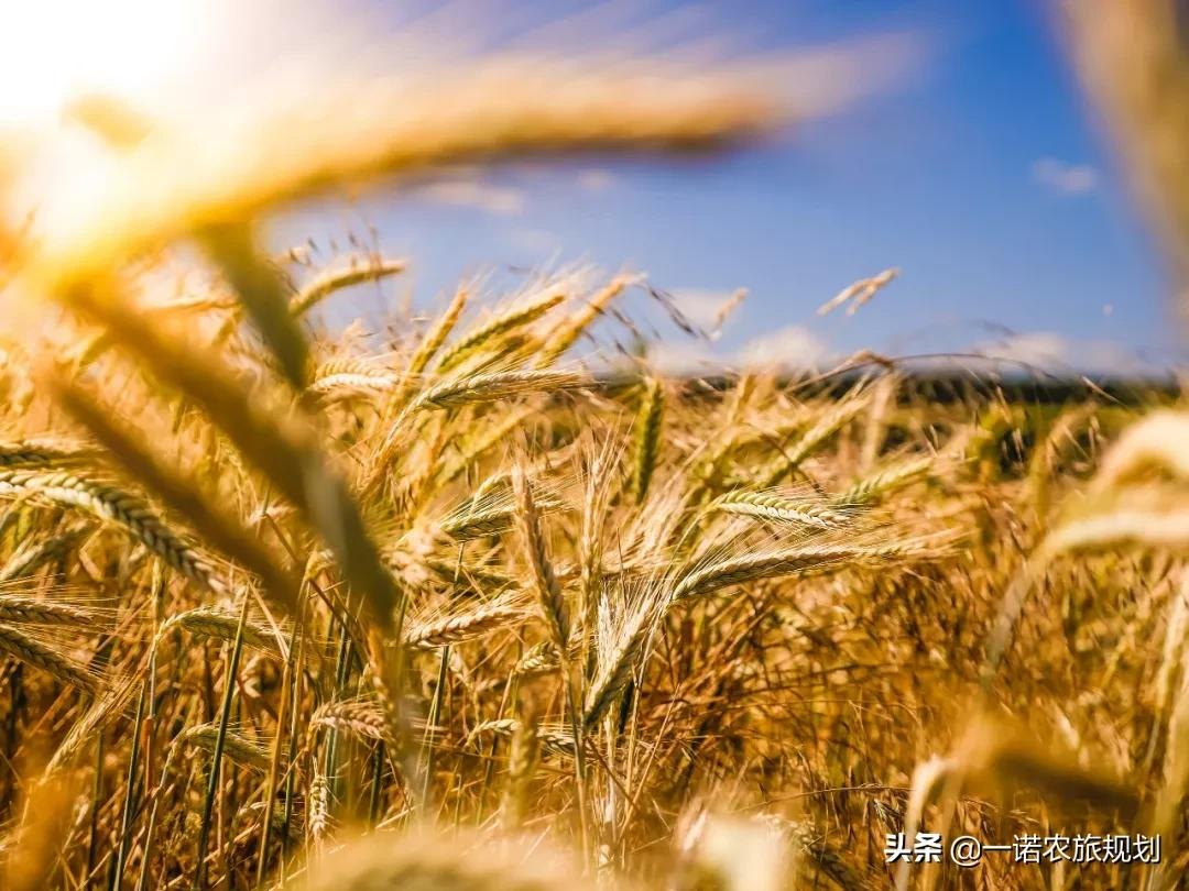 “田园综合体”是乡村振兴的战略支点，农业农村部这样答复