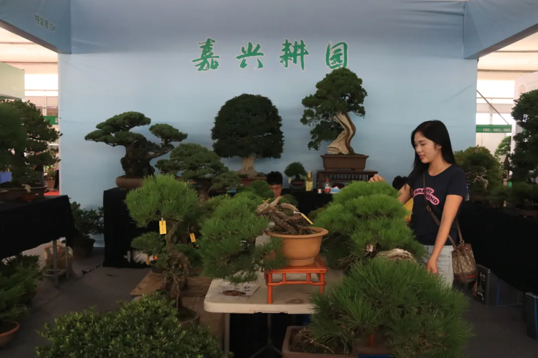 大飽眼福，第八屆中國沭陽花木節竟如此精彩！你想看的全在這里…