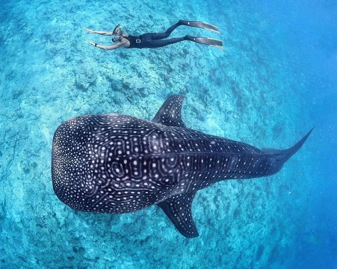 體重可達12000多公斤，壽命百年，深海中最大的魚類：鯨鯊- 頭條匯