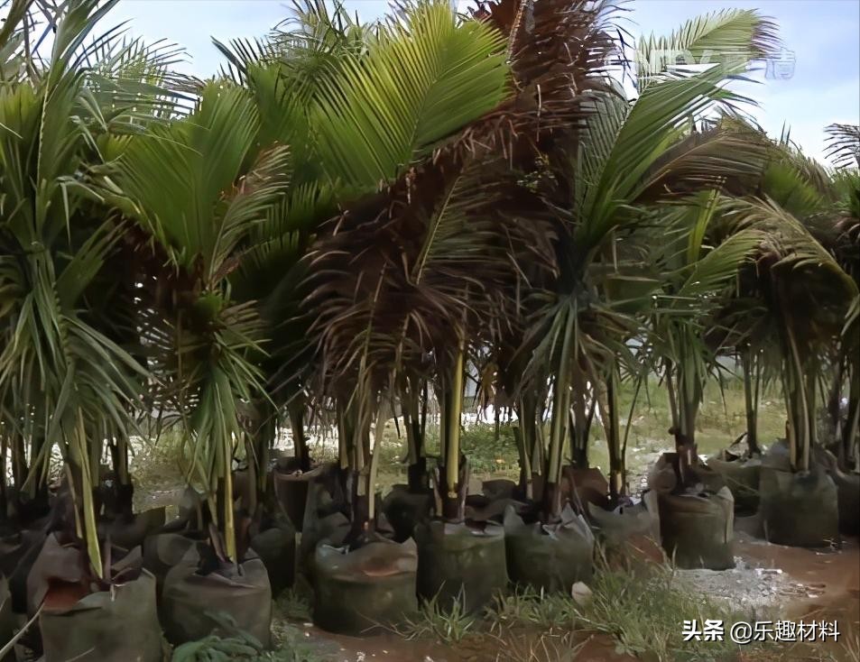 150多万株热带植物扎根南沙，三大岛加速转变成真正的自然岛
