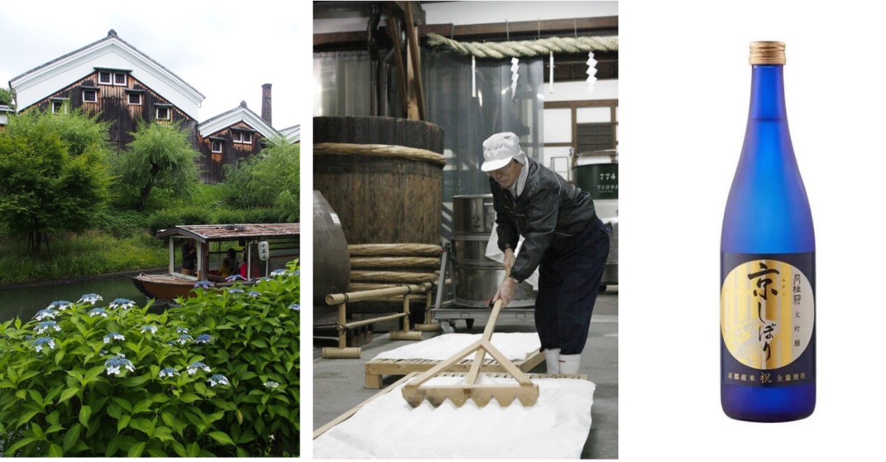 趁春光明媚，赏樱花烂漫，饮京都清酒