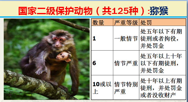 国家最新125类二级野生保护名录，图片及违法对应刑责