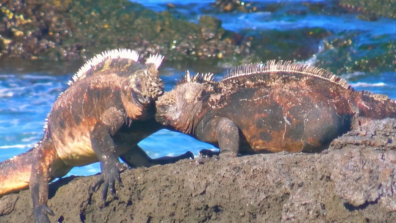 海鬣蜥:蜥蜴界的"海军陆战队",却出水被追杀,下海