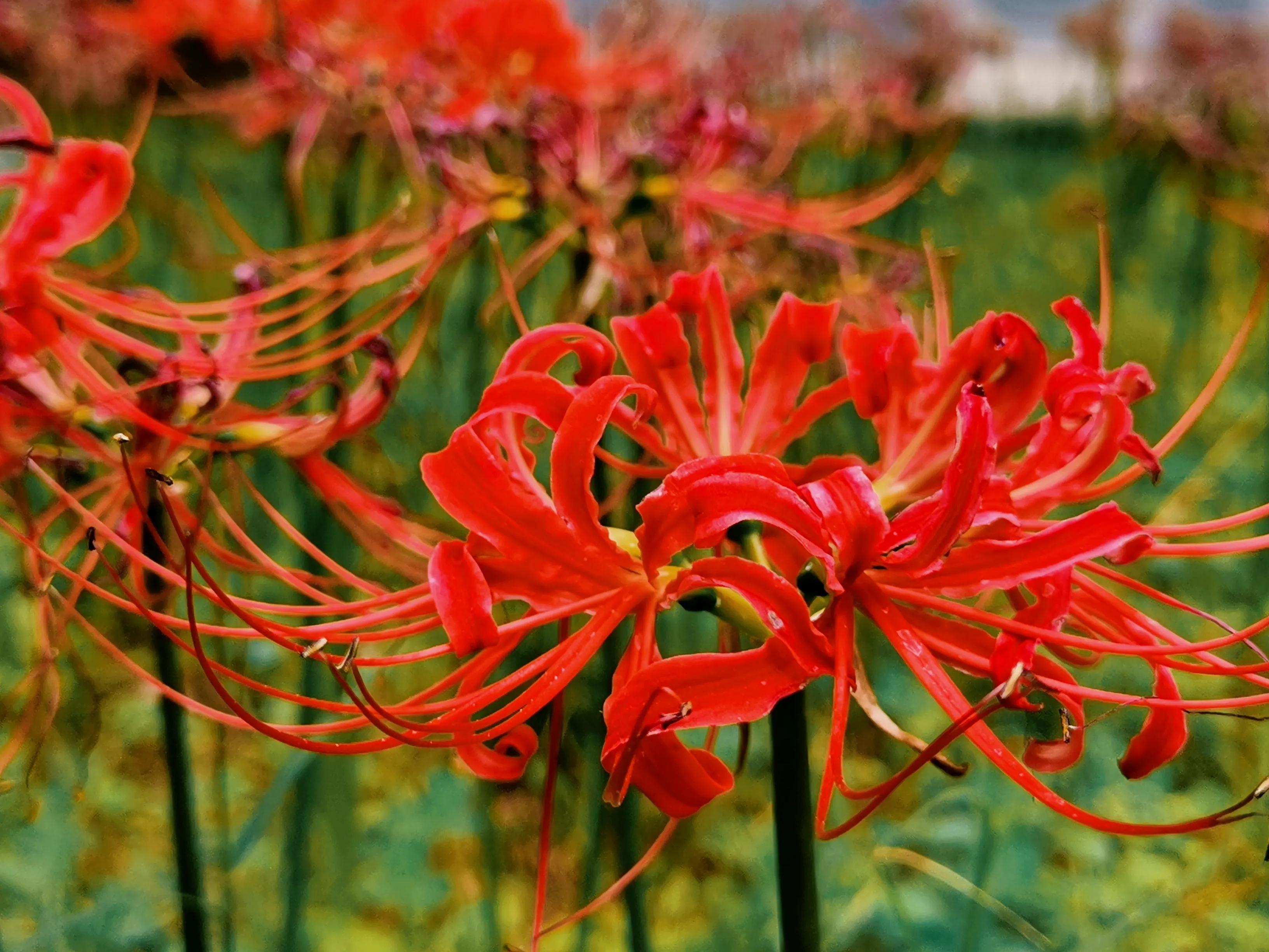 彼岸花 開彼岸 只見花 不見葉 資訊咖 彼岸花 開彼岸 只見花 不見葉 資訊咖