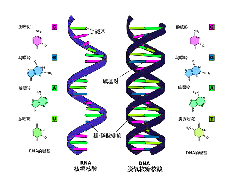 重樓百合：擁有1500億個堿基對，細胞中DNA長90米，是人類的50倍