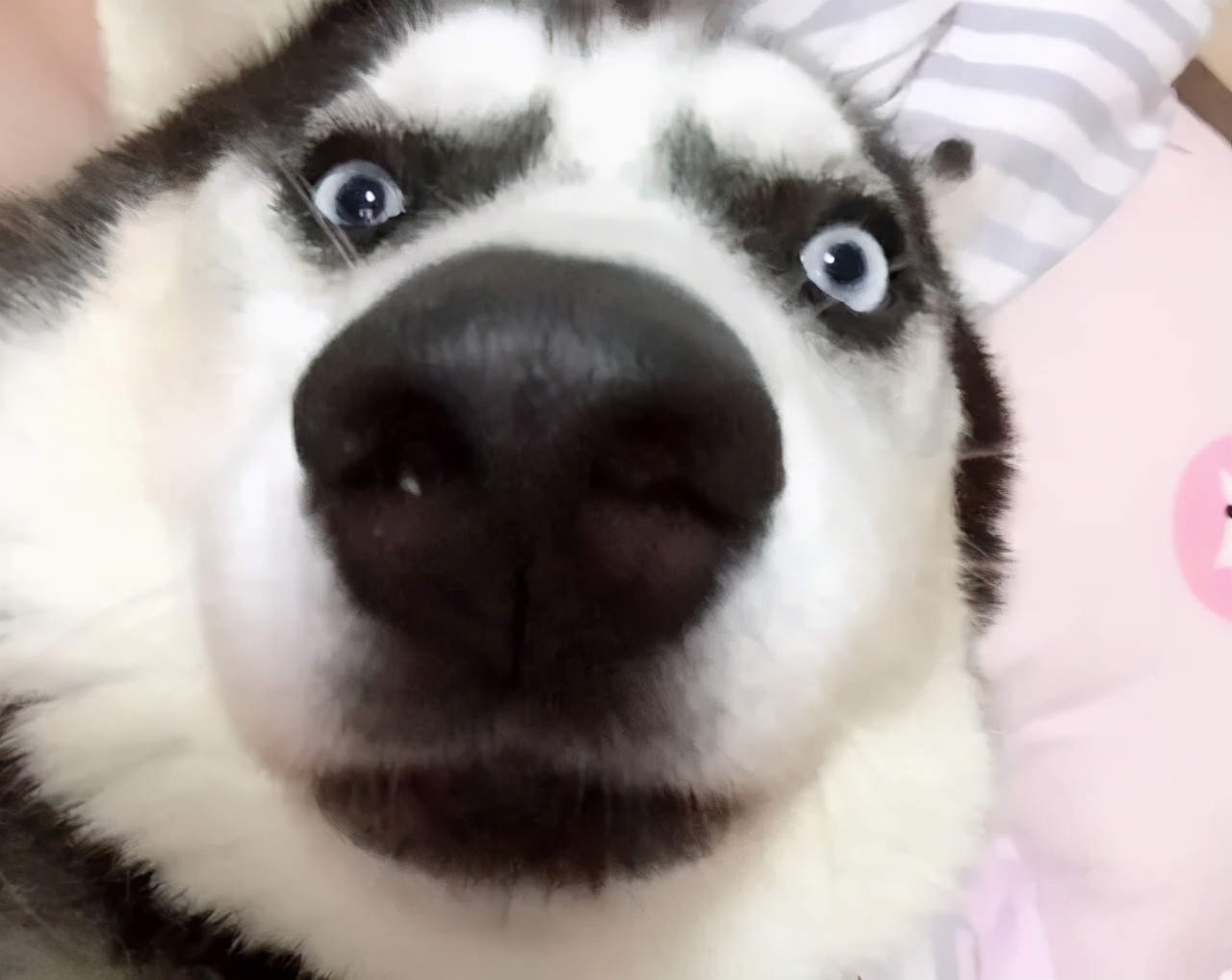 关于狗子的21个神奇冷知识，知道一半的都很了不起