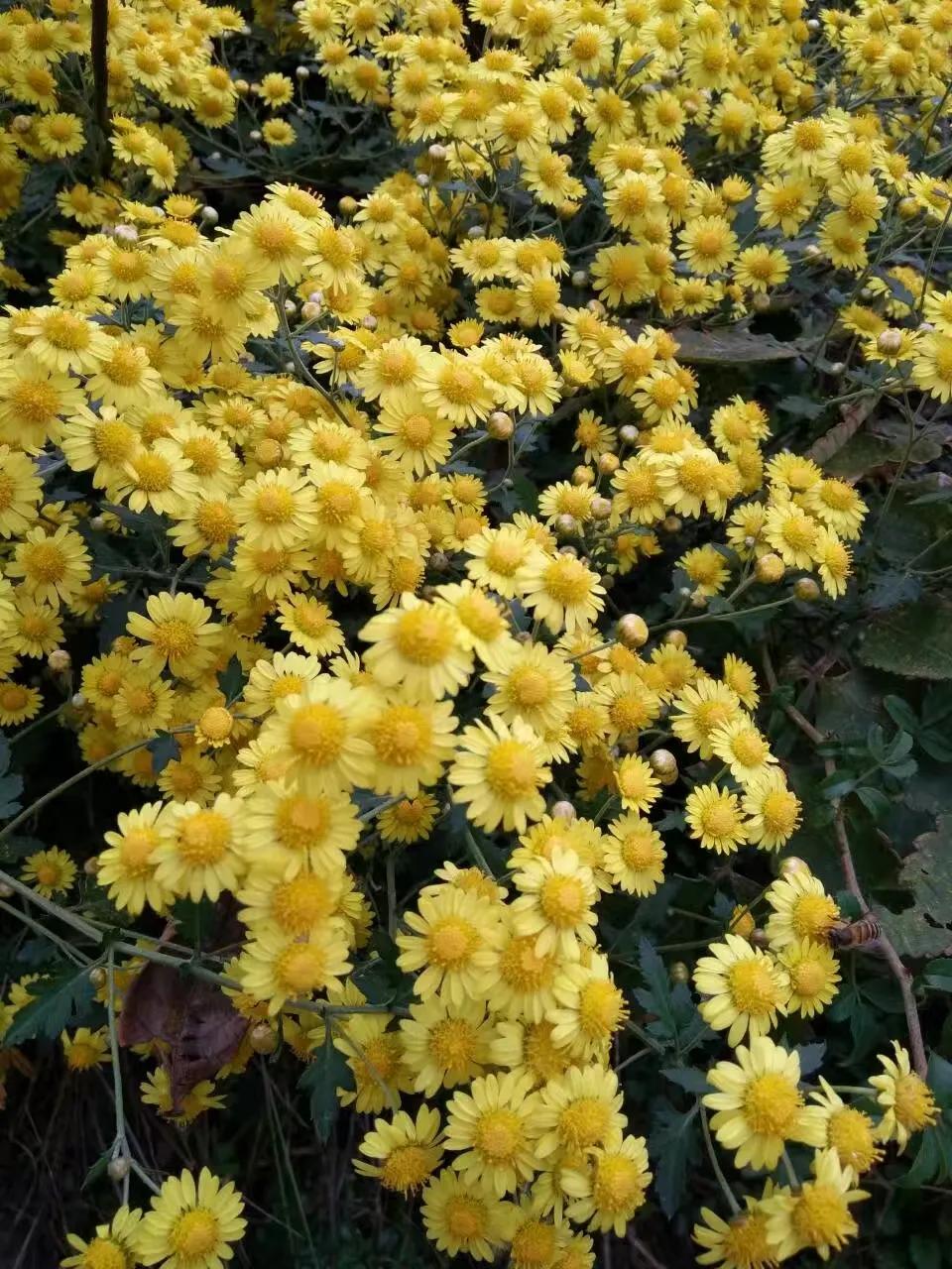 老年朋友还在为身体健康发愁吗？告诉你一个保持身体健康长寿公式