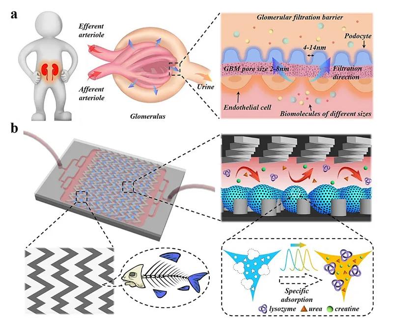 Zhao Yuanjin, Shang Luoran Team AM: New Development of Bionic Kidney ...