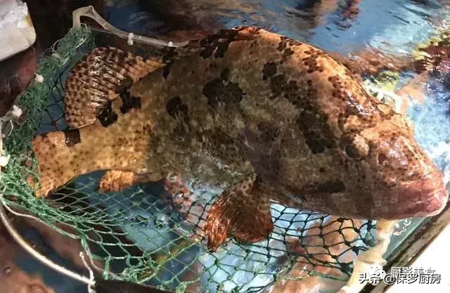 史上最全的顶级“海鱼”海鲜大全,全吃过的你人生就到达了巅峰!