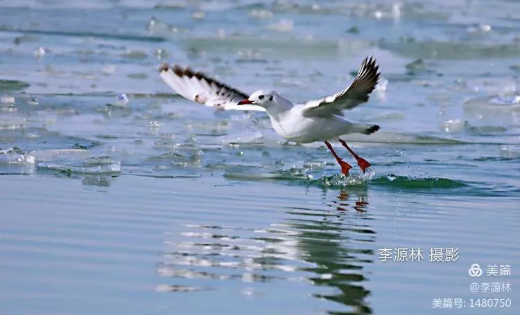 寒烟轻笼，白鹤戏水，民勤石羊河国家湿地公园宛如仙境一般