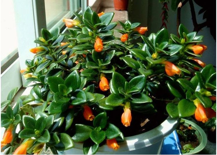 How to cut goldfish spider plant?Learn a few methods, it's not ...