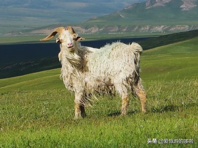 论花式吃羊,新疆人绝不认输