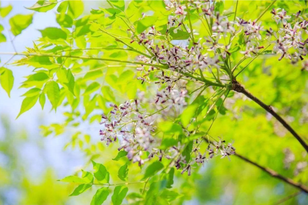 又是一年楝花香，在楝花的诗词中，遇见初夏-第12张图片-诗句网