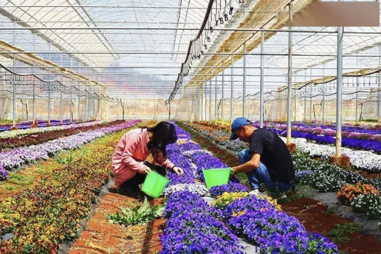 三色堇的诸多价值|法国:可食用三色堇的市场正在增长