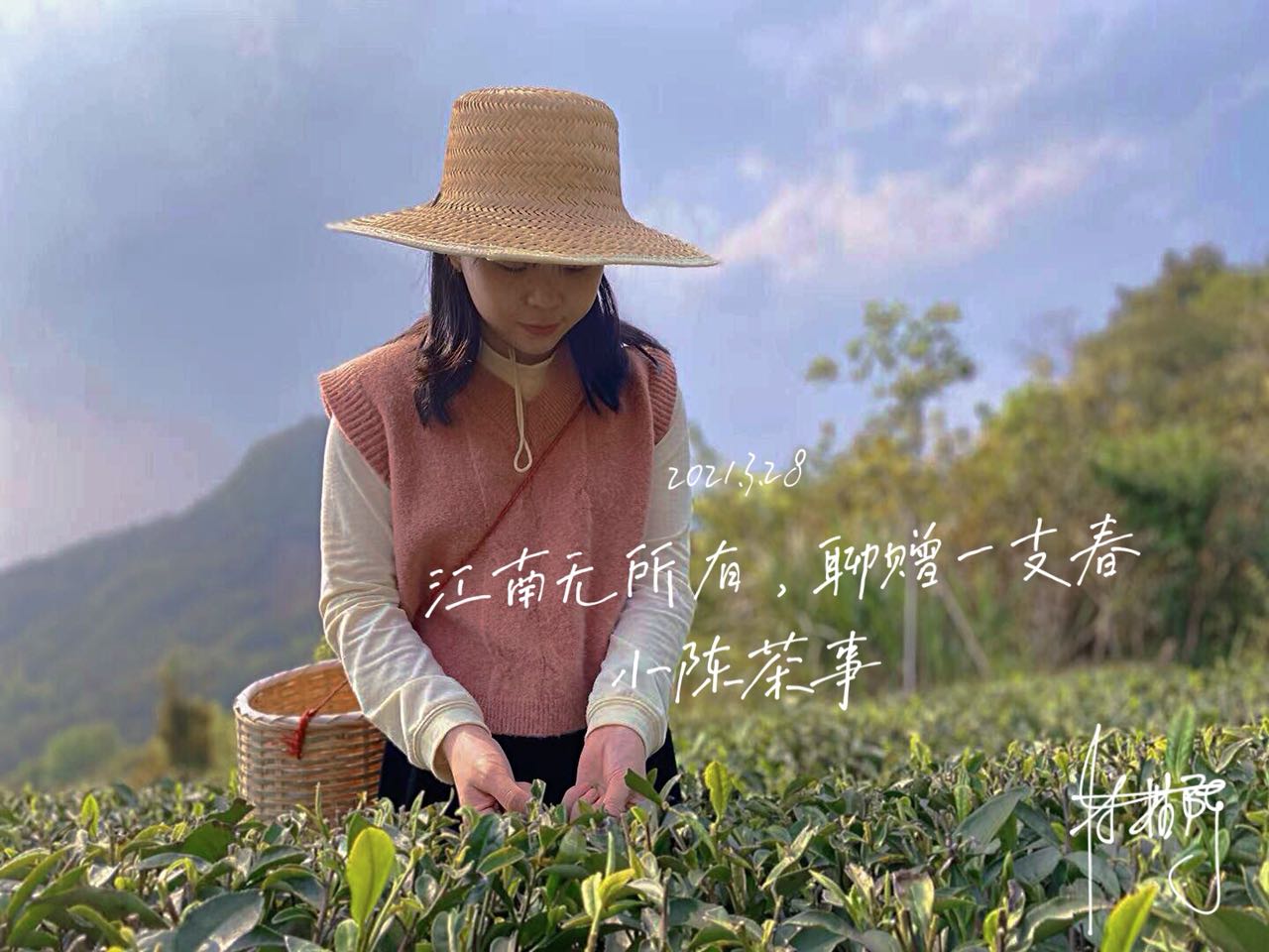 為什么白茶要從壽眉喝起？3個理由，作為入門白茶夠不夠格？