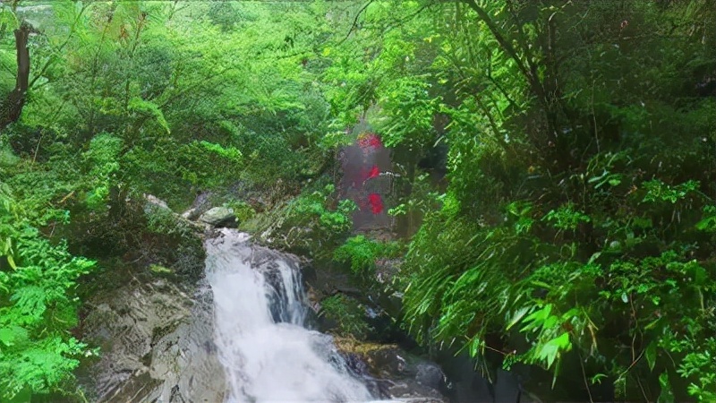 浙江又一景区火了，森林覆盖率高达93.5%，空气清新美景如画