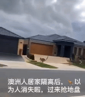 澳洲袋鼠闯入人类房子打劫！没想到竟是为了满足这种特殊癖好