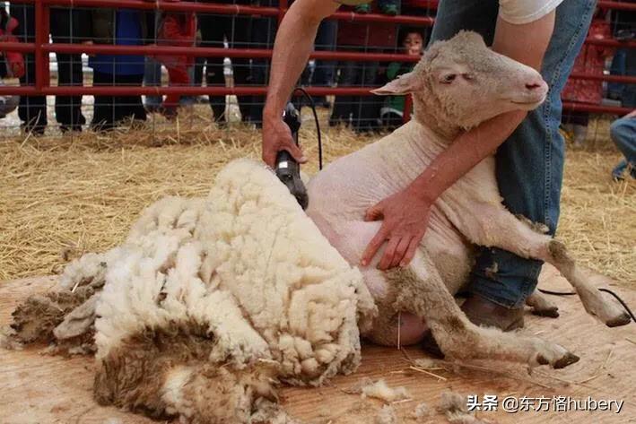 美国如何剪世界人民的羊毛？为什么美国剪不动中国呢？