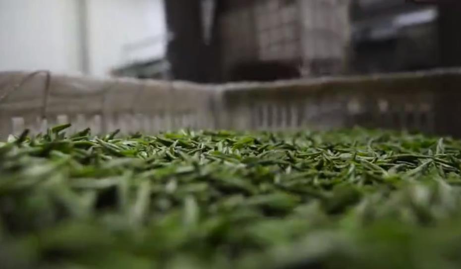 200万吨库存茶根本喝不完！谁能引领中国茶叶第三次产业革命？