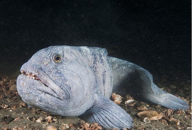 狼鰻和狼魚有什麼區別?長相丑得很相似,但在餐桌上待遇可不一樣 - 頭條匯