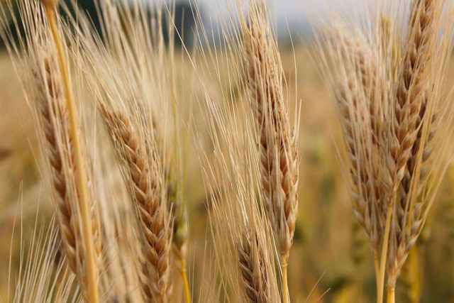 �����Ǵ��˾���й���ηҲ�޾壡���Ĵ����ǻ���ʹЩʲô����