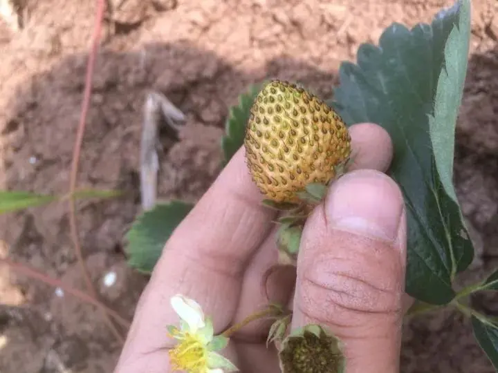 草莓花蕾中蓟马，虫小危害大，如何防治还不伤蜜蜂？