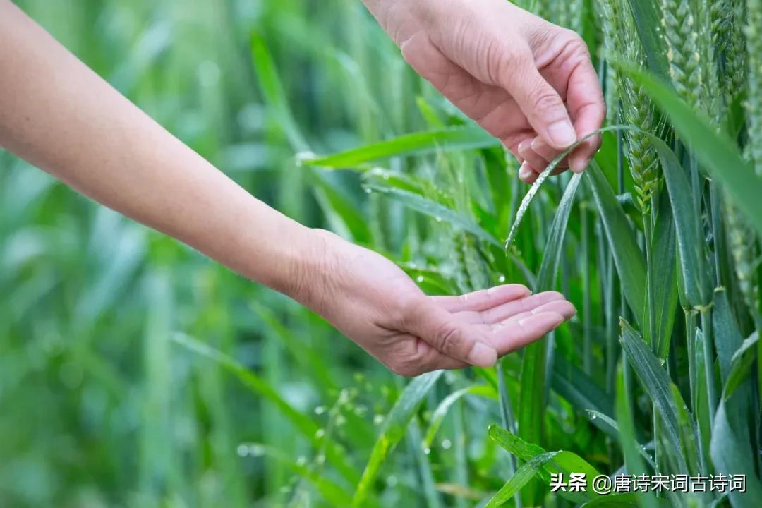 古诗词里的小满节气-第4张图片-诗句网