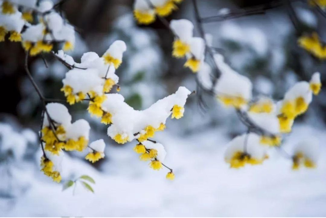 春雪初消好问程，十首春雪的诗词，看银装素裹如画风景-第11张图片-非凡网