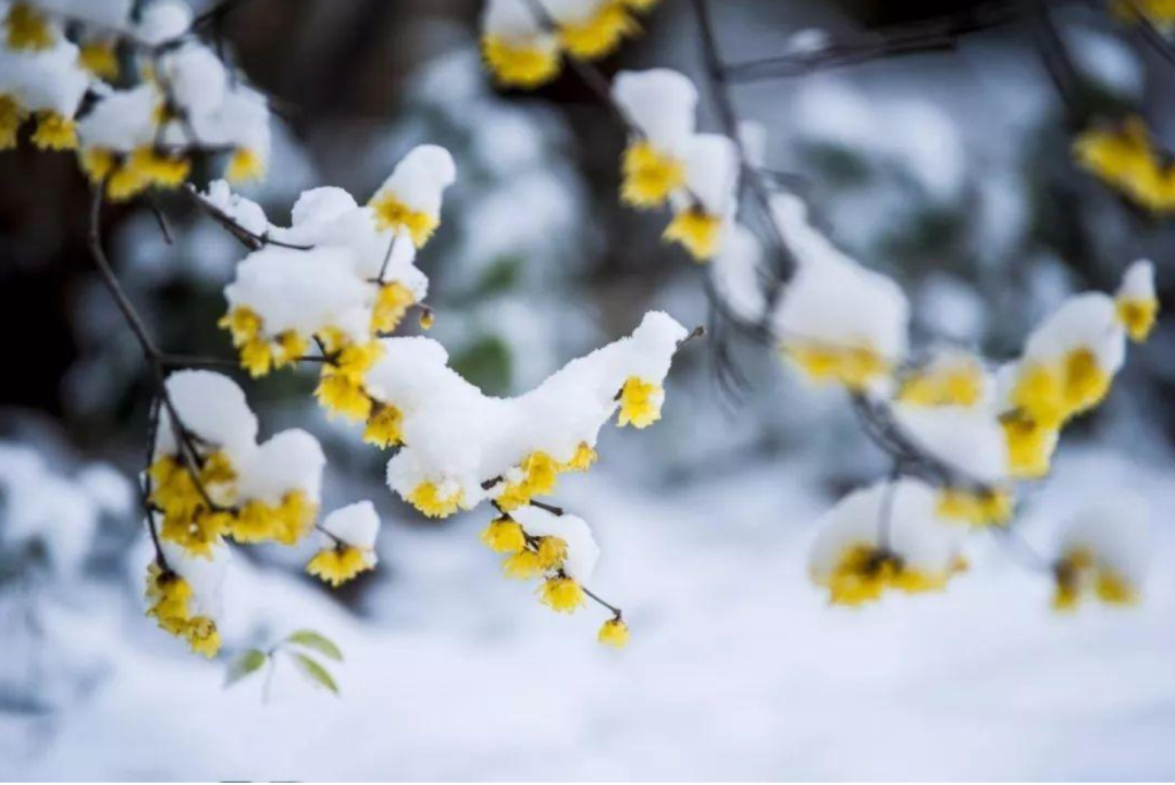 春雪初消好问程，十首春雪的诗词，看银装素裹如画风景-第11张图片-诗句网