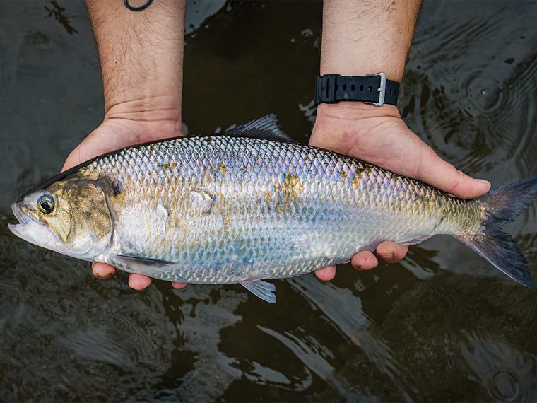 珠江的“救贖”：羅非魚“上位”20年，珠江鰣魚陷入絕境？